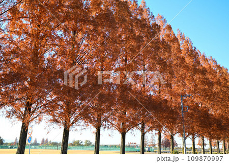 紅葉のメタセコイア並木 さいたま市西区 紅葉のメタセコイア並木 さいたま市西区 109870997
