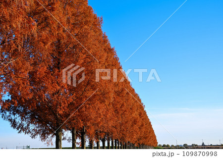 紅葉のメタセコイア並木　さいたま市西区 109870998