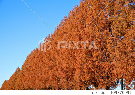 紅葉のメタセコイア並木　さいたま市西区 109870999