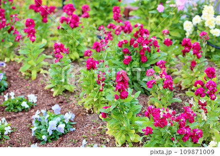 ストックの花 ストックの花 109871009