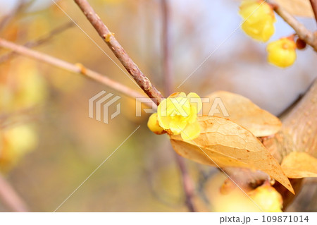 ソシンロウバイの花 ソシンロウバイの花 109871014