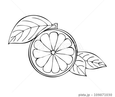 Citrus fruit hand drawn doodle contour, lemon orange grapefruit with leaf, isolated, white background. 109871030