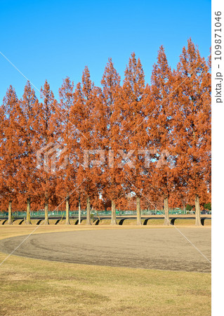 紅葉のメタセコイア並木　大宮健保グラウンド　初冬の風景 109871046