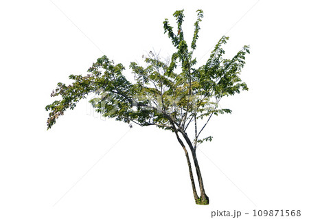 Pterocarpus macrocarpus trees (Burma padauk) Pterocarpus macrocarpus trees (Burma padauk) 109871568