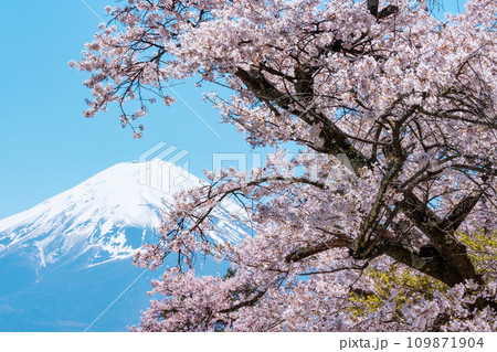 桜と富士山 桜と富士山 109871904