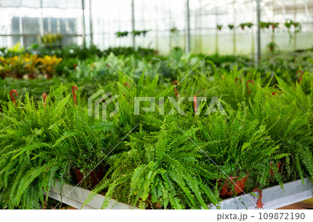 Green nefrolepis plants growing in flowerpots at glasshouse 109872190