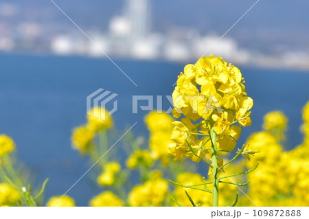 菜の花　海沿い　笠戸島　春　笠戸島家族旅行村 109872888