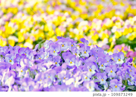 花 防府天満宮 山口 花 防府天満宮 山口 109873249