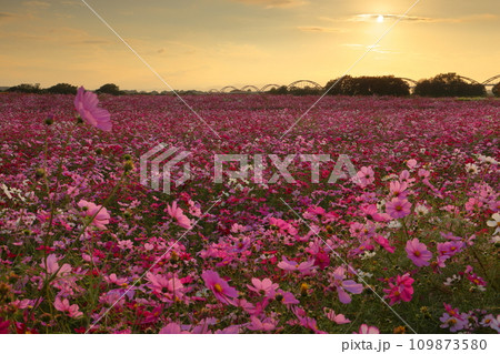 埼玉県鴻巣市明用 鴻巣コスモスアリーナふきあげ周辺の荒川河川敷に咲くコスモス畑と夕陽 埼玉県鴻巣市明用 鴻巣コスモスアリーナふきあげ周辺の荒川河川敷に咲くコスモス畑と夕陽 109873580