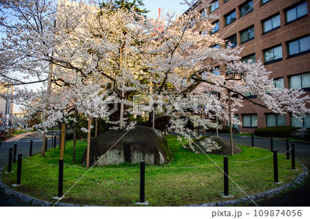 朝日を浴び始めた満開の石割桜　盛岡地方裁判所 109874056