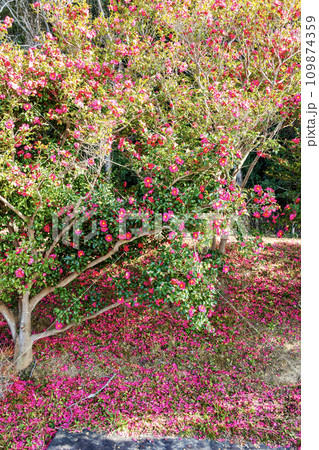 さざんかの花散る土手道 さざんかの花散る土手道 109874359