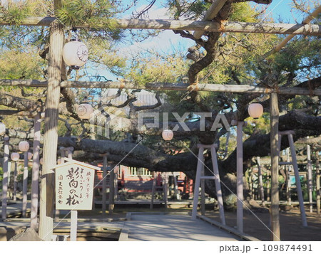 影向の松（江戸川区）1 109874491