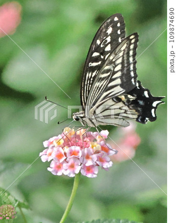 ランタナの花の蜜を吸うナミアゲハ ランタナの花の蜜を吸うナミアゲハ 109874690