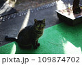見つめる黒猫 109874702