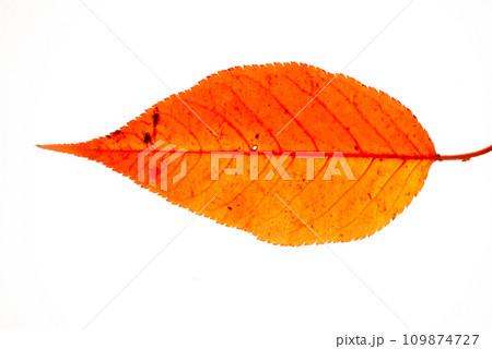 紅い落ち葉　白背景 109874727