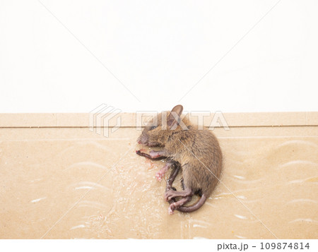 ネズミと捕獲シート ネズミと捕獲シート 109874814