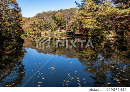 神奈川県秦野市 震生湖の秋景 神奈川県秦野市 震生湖の秋景 109875433