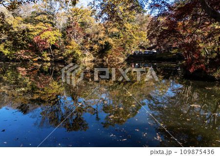 神奈川県秦野市 震生湖の秋景 神奈川県秦野市 震生湖の秋景 109875436