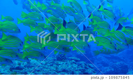 Scuba diving at Chichi jima Bonin island, Ogasawara. Scuba diving at Chichi jima Bonin island, Ogasawara. 109875845