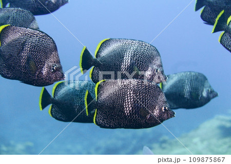 Scuba diving at Chichi jima Bonin island, Ogasawara. 109875867