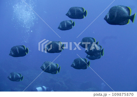 Scuba diving at Chichi jima Bonin island, Ogasawara. Scuba diving at Chichi jima Bonin island, Ogasawara. 109875870