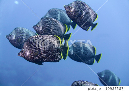 Scuba diving at Chichi jima Bonin island, Ogasawara. Scuba diving at Chichi jima Bonin island, Ogasawara. 109875874