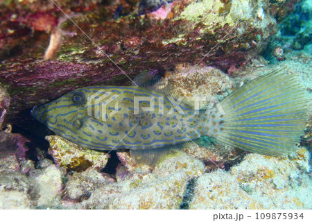 Scuba diving at Chichi jima Bonin island, Ogasawara. 109875934
