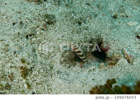 Scuba diving at Chichi jima Bonin island, Ogasawara. 109876055