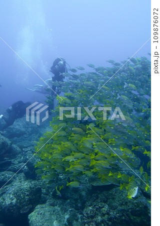 Scuba diving at Chichi jima Bonin island, Ogasawara. 109876072