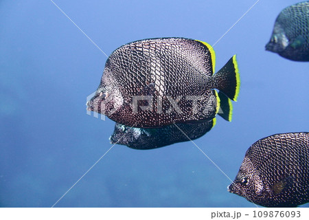 Scuba diving at Chichi jima Bonin island, Ogasawara. 109876093