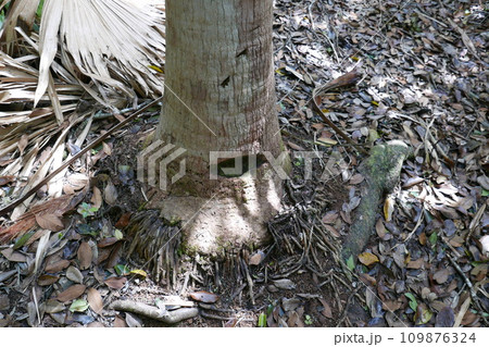 World War 2 relics at Chichi jima Bonin island, Ogasawara. World War 2 relics at Chichi jima Bonin island, Ogasawara. 109876324
