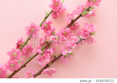 おひな祭り 桃の花 おひな祭り 桃の花 109876512