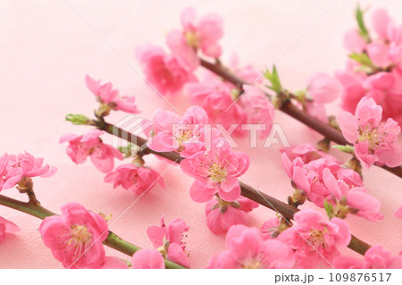 おひな祭り　桃の花　 109876517