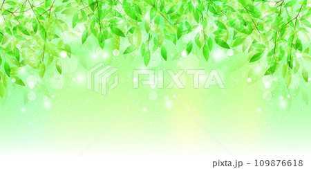 新緑　葉　風景　背景	 109876618