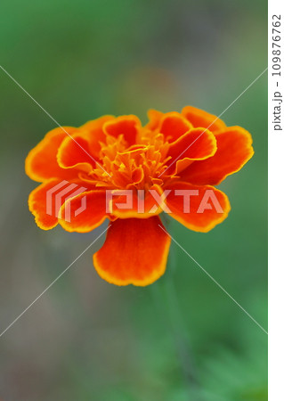 鮮やかなオレンジ色のマリーゴールドの花 鮮やかなオレンジ色のマリーゴールドの花 109876762