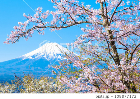 桜と富士山（新倉山浅間公園） 109877172