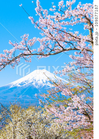 桜と富士山（新倉山浅間公園） 109877187
