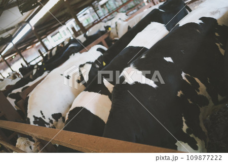 ranch ranch 109877222