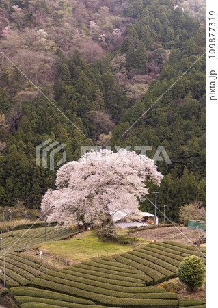 静岡県牛代のみずめ桜 109877319