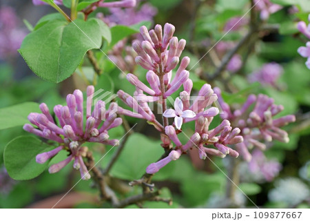 ライラックの蕾20220403 109877667