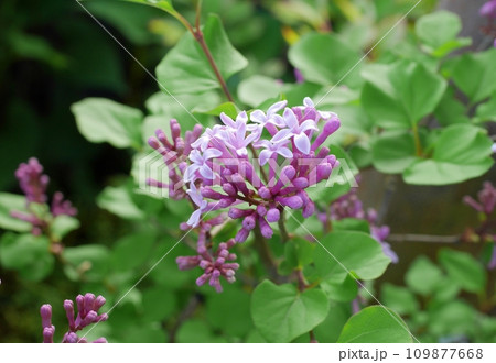 ライラックの蕾20220404 ライラックの蕾20220404 109877668