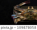 黒い皿に盛った渡り蟹 109878058