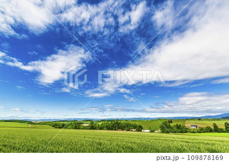 初夏のパッチワークの丘　麦畑　北海道美瑛町　 109878169