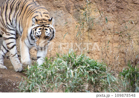 アムールトラ 109878548