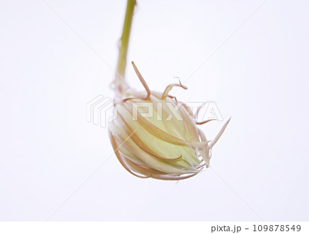 咲き始めた月下美人20220502 109878549