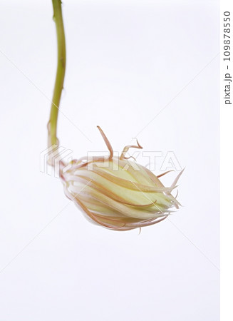 咲き始めた月下美人20220503 109878550