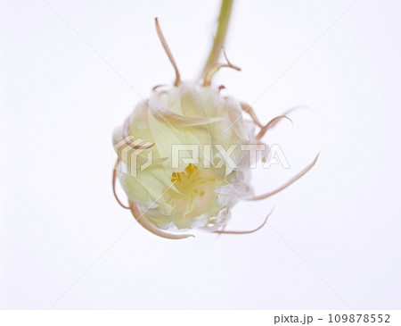 咲き始めた月下美人20220504 109878552