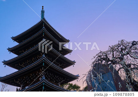 夕暮れ時の川崎市麻生区の香林寺五重塔と三日月と梅 夕暮れ時の川崎市麻生区の香林寺五重塔と三日月と梅 109878805