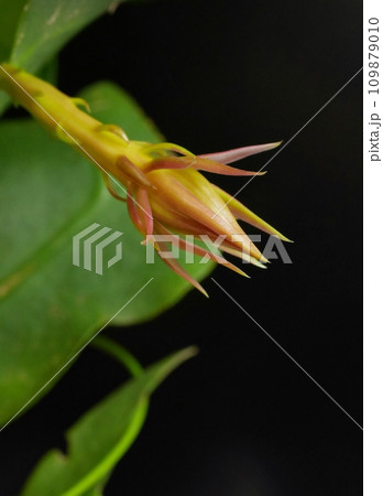 月下美人の花芽20220501 109879010