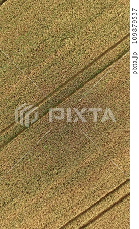 黄金色に波打つ麦畑〜ドローンで上空から撮影（北海道紋別市） 109879537